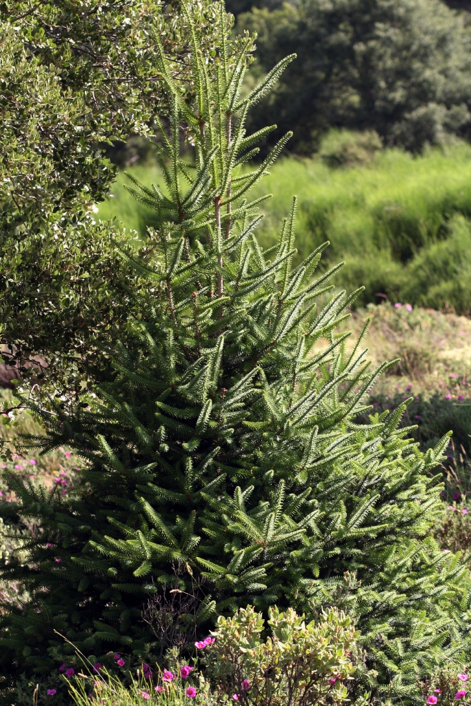 IMG 7615 Pinsapo